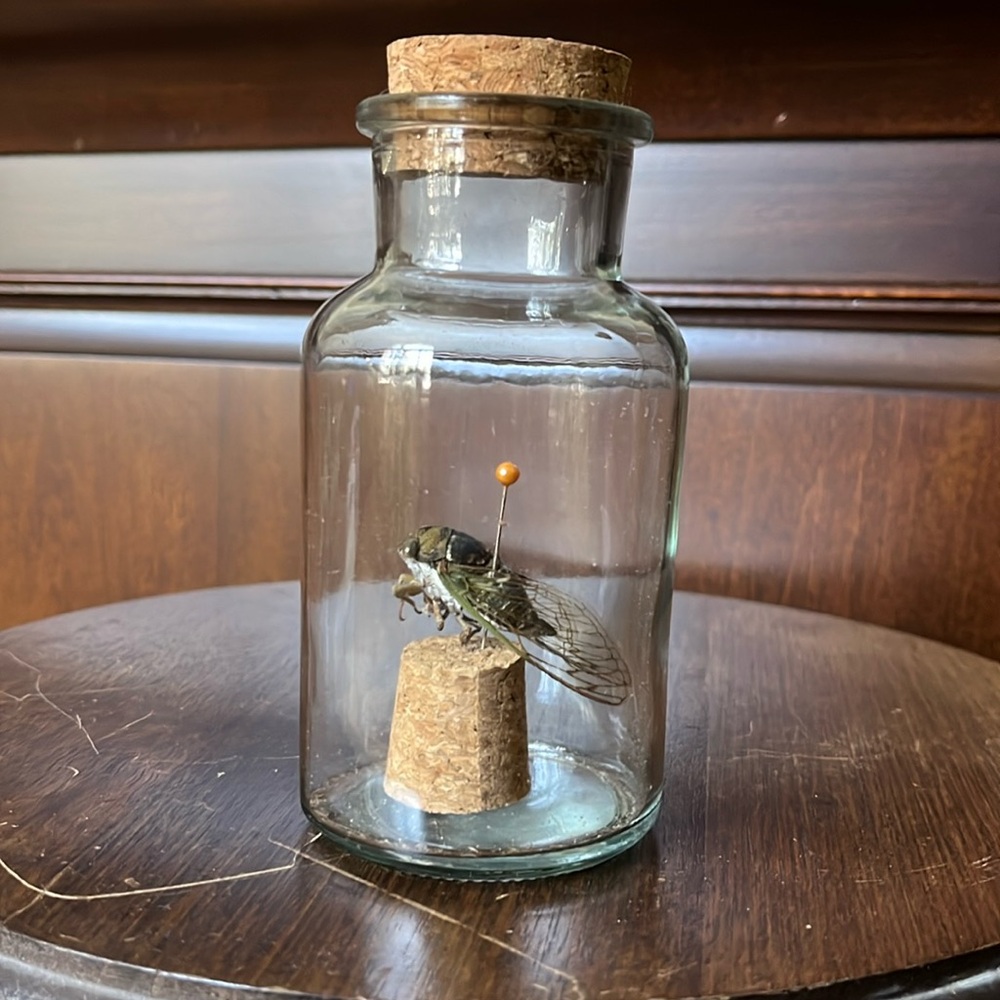 Preserved taxidermy cicada